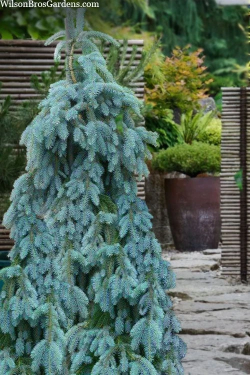 The Blues Colorado Spruce (Picea pungens) - 6 Gallon Pot (4-5') The Blues Colorado Spruce (Picea Pungens) - 6 Gallon Pot (4-5') -Garden Plants shop picea pungens the blues colorado blue spruce 7