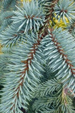 The Blues Colorado Spruce (Picea Pungens) - 6 Gallon Pot (4-5') 6 The Blues Colorado Spruce (Picea Pungens) - 6 Gallon Pot (4-5') -Garden Plants shop picea pungens the blues colorado blue spruce 9