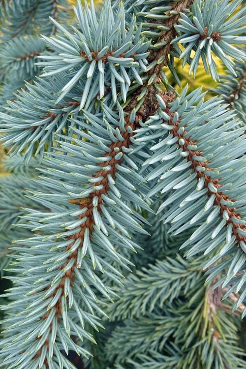 The Blues Colorado Spruce (Picea pungens) - 6 Gallon Pot (4-5') The Blues Colorado Spruce (Picea Pungens) - 6 Gallon Pot (4-5') -Garden Plants shop picea pungens the blues colorado blue spruce 9