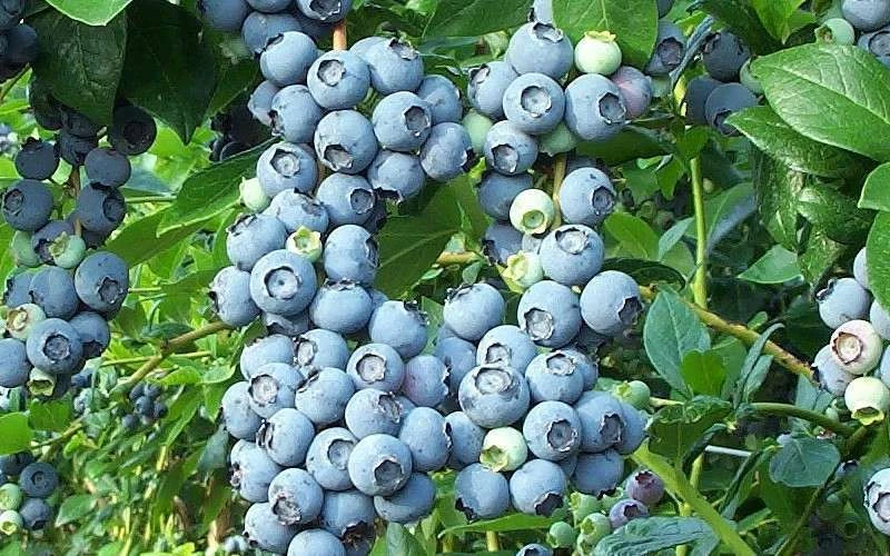 Brightwell Rabbiteye Blueberry - 1 Gallon Pot Brightwell Rabbiteye Blueberry - 1 Gallon Pot -Garden Plants shop picture 6424 brightwell rabbiteye blueberry