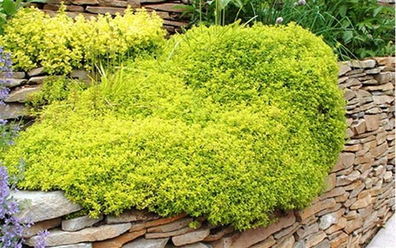 Archers Gold Lemon Thyme - Thymus citriodorus - 10 Pack of Pint Pots Archers Gold Lemon Thyme - Thymus Citriodorus - 10 Pack Of Pint Pots -Garden Plants shop picture 8232 archers gold thyme