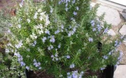 Tuscan Blue Rosemary - 1 Gallon Pot 4 Tuscan Blue Rosemary - 1 Gallon Pot -Garden Plants shop picture 8376 tuscan blue rosemary