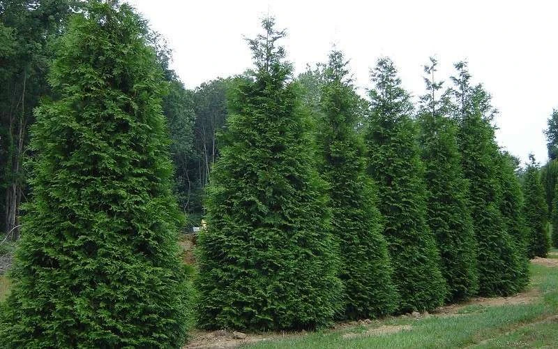 Green Giant Arborvitae - 1 Gallon Pot Green Giant Arborvitae - 1 Gallon Pot -Garden Plants shop picture arborvitae green giant 2 1