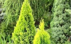 Highlights Arborvitae Thuja Janed Gold - 6 Gallon Pot 3 Highlights Arborvitae Thuja Janed Gold - 6 Gallon Pot -Garden Plants shop picture arborvitaejanedgold 1