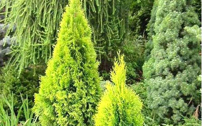 Highlights Arborvitae Thuja Janed Gold - 6 Gallon Pot Highlights Arborvitae Thuja Janed Gold - 6 Gallon Pot -Garden Plants shop picture arborvitaejanedgold 1
