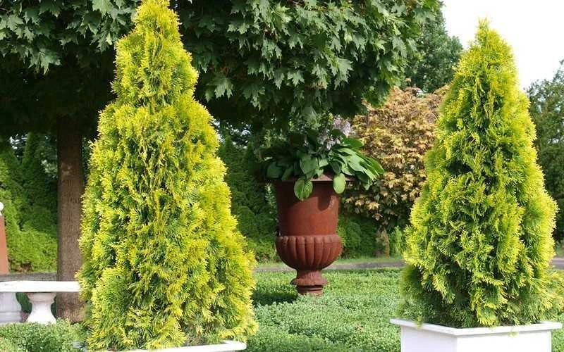 Highlights Arborvitae Thuja Janed Gold - 6 Gallon Pot Highlights Arborvitae Thuja Janed Gold - 6 Gallon Pot -Garden Plants shop picture arborvitaejanedgold 2 1