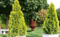 Highlights Arborvitae Thuja Janed Gold - 1 Gallon Pot -Garden Plants shop picture arborvitaejanedgold 2 2