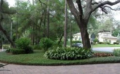 Asian Jasmine - Asiatic Jasmine - 6 Pack Of Pint Pots -Garden Plants shop picture asian jasmine 8