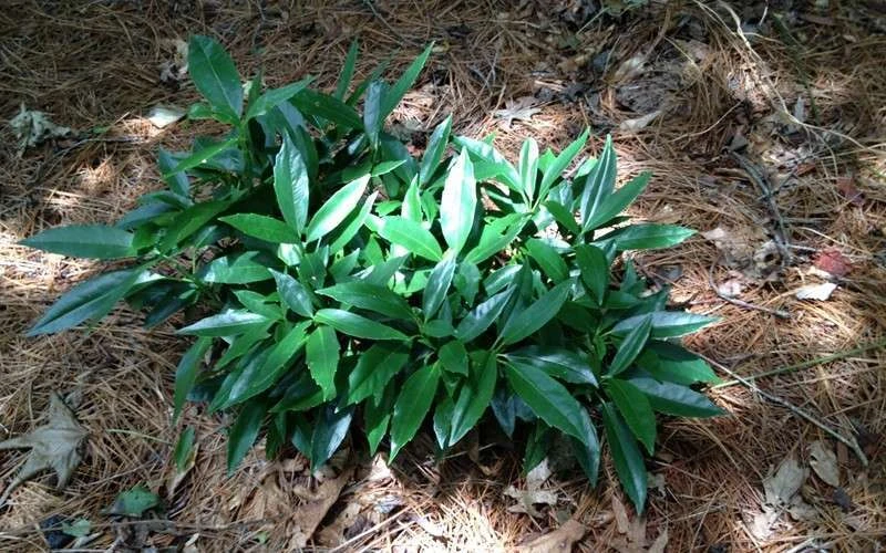 Dwarf Green Aucuba - Japanese Laurel - 3 Gallon Pot Dwarf Green Aucuba - Japanese Laurel - 3 Gallon Pot -Garden Plants shop picture aucuba dwarf green shrub 1
