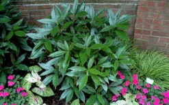 Sawtoothed Aucuba Serratifolia - 3 Gallon Pot 5 Sawtoothed Aucuba Serratifolia - 3 Gallon Pot -Garden Plants shop picture aucuba sawtoothed