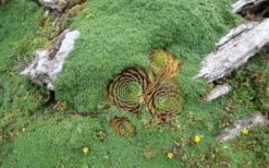 Elfin Creeping Thyme - Thymus Serpyllum Elfin - 3 Pack Of Pint Pots 4 Elfin Creeping Thyme - Thymus Serpyllum Elfin - 3 Pack Of Pint Pots -Garden Plants shop picture creeping thyme elfin 4