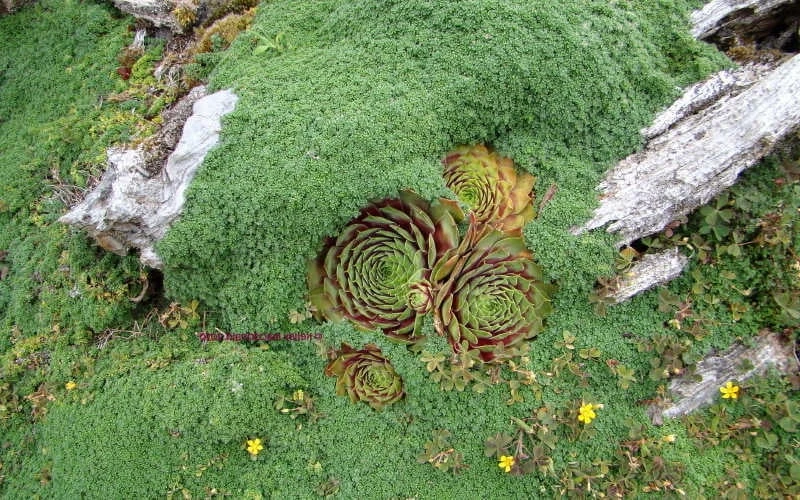 Elfin Creeping Thyme (Thymus serpyllum 'Elfin') - 5 Pack of Quart Pots Elfin Creeping Thyme (Thymus Serpyllum 'Elfin') - 5 Pack Of Quart Pots -Garden Plants shop picture creeping thyme elfin 4 3