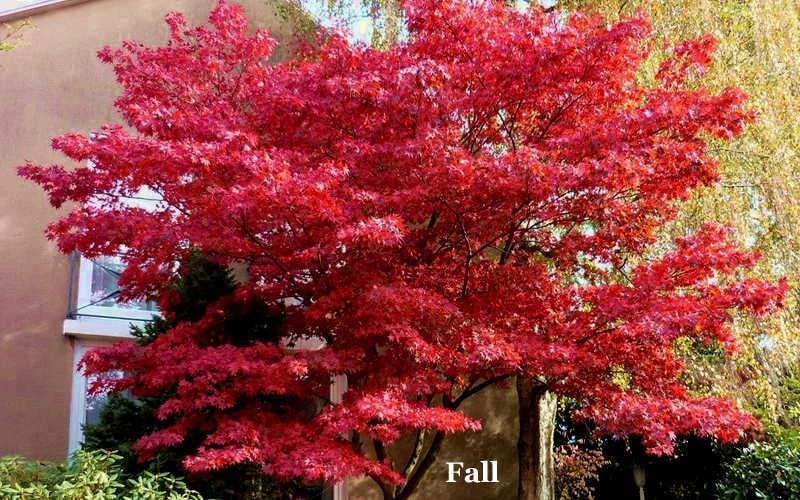 Red 'N Summer Japanese Maple - Acer palmatum 'Hefner's Red' - 3 Gallon Pot Red 'N Summer Japanese Maple - Acer Palmatum 'Hefner's Red' - 3 Gallon Pot -Garden Plants shop picture japanese maple hefners red fall