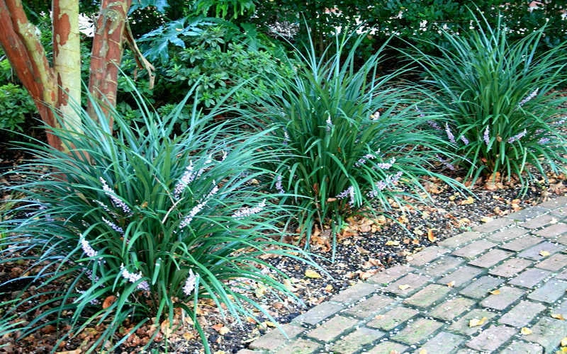 Emerald Goddess Liriope (Lilyturf) - 1 Gallon Pot Emerald Goddess Liriope (Lilyturf) - 1 Gallon Pot -Garden Plants shop picture liriope emerald goddess 1