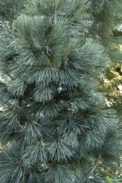 Tip Top Dwarf Columnar Swiss Stone Pine (Pinus Cembra) - 5 Gallon Pot -Garden Plants shop pinus cembra tip top swiss stone pine 4