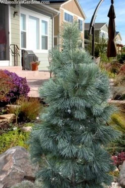 Tip Top Dwarf Columnar Swiss Stone Pine (Pinus Cembra) - 5 Gallon Pot -Garden Plants shop pinus cembra tip top swiss stone pine 6