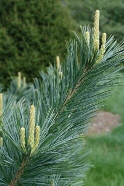 Vanderwolf's Pyramid Limber Pine (Pinus Flexilis) - 7 Gallon Pot -Garden Plants shop pinus flexilis vanderwolfs pyramid limber pine 3 2