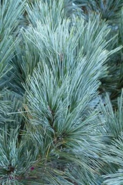 Vanderwolf's Pyramid Limber Pine (Pinus Flexilis) - 1 Gallon Pot -Garden Plants shop pinus flexilis vanderwolfs pyramid limber pine 4