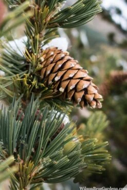 Vanderwolf's Pyramid Limber Pine (Pinus Flexilis) - 1 Gallon Pot -Garden Plants shop pinus flexilis vanderwolfs pyramid limber pine 6