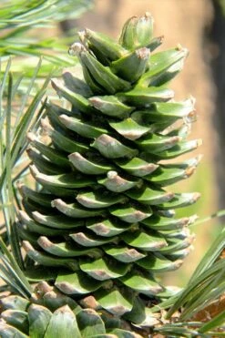 Silveray Korean Pine (Pinus Koraiensis) - 3 Gallon Pot -Garden Plants shop pinus koraiensis silveray korean pine 2