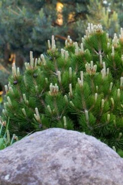 Dwarf Swiss Mountain Pine (Pinus Mugo 'Pumilio') - 2 Gallon Pot 3 Dwarf Swiss Mountain Pine (Pinus Mugo 'Pumilio') - 2 Gallon Pot -Garden Plants shop pinus mugo pumilio dwarf swiss mountain pine 3