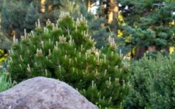 Dwarf Swiss Mountain Pine (Pinus Mugo 'Pumilio') - 2 Gallon Pot 4 Dwarf Swiss Mountain Pine (Pinus Mugo 'Pumilio') - 2 Gallon Pot -Garden Plants shop pinus mugo pumilio dwarf swiss mountain pine 4