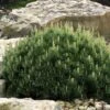 Dwarf Swiss Mountain Pine (Pinus Mugo 'Pumilio') - 2 Gallon Pot