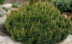 Dwarf Swiss Mountain Pine (Pinus Mugo 'Pumilio') - 2 Gallon Pot 5 Dwarf Swiss Mountain Pine (Pinus Mugo 'Pumilio') - 2 Gallon Pot -Garden Plants shop pinus mugo pumillo dwarf swiss mountain pine 1