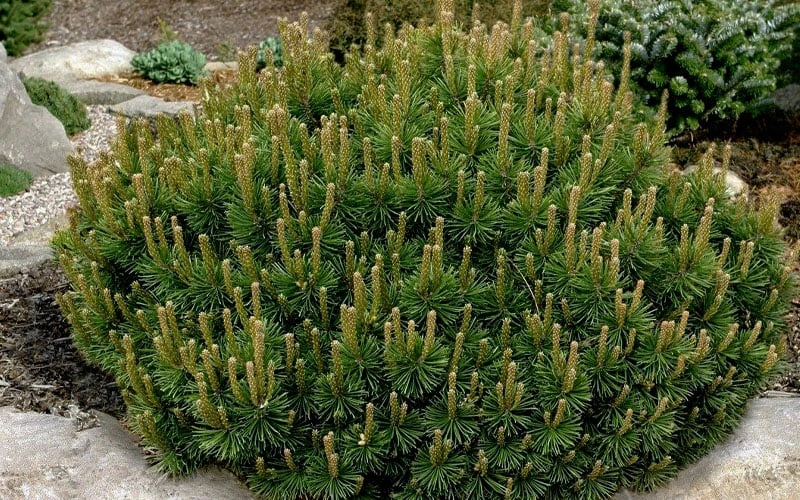 Dwarf Swiss Mountain Pine (Pinus mugo 'Pumilio') - 2 Gallon Pot Dwarf Swiss Mountain Pine (Pinus Mugo 'Pumilio') - 2 Gallon Pot -Garden Plants shop pinus mugo pumillo dwarf swiss mountain pine 1