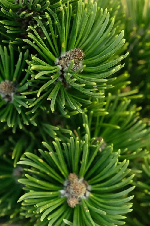 Sherwood Compact Mugo Pine Single Trunk Topiary Tree - 2 Gallon Pot Sherwood Compact Mugo Pine Single Trunk Topiary Tree - 2 Gallon Pot -Garden Plants shop pinus mugo sherwood compact mountain pine 1