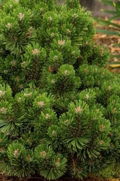 Sherwood Compact Mugo Pine Single Trunk Topiary Tree - 2 Gallon Pot 3 Sherwood Compact Mugo Pine Single Trunk Topiary Tree - 2 Gallon Pot -Garden Plants shop pinus mugo sherwood compact mountain pine 2