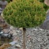 Slowmound Mugo Pine Single Trunk Topiary Tree - 1 Gallon Pot