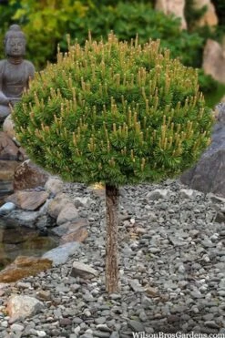 Slowmound Mugo Pine Single Trunk Topiary Tree - 2 Gallon Pot