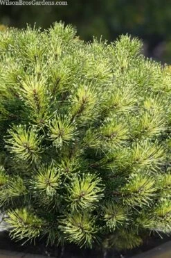 Sunshine Mugo Pine - 2 Gallon Pot 3 Sunshine Mugo Pine - 2 Gallon Pot -Garden Plants shop pinus mugo sunshine mugo pine 10