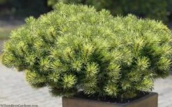 Sunshine Mugo Pine - 2 Gallon Pot 5 Sunshine Mugo Pine - 2 Gallon Pot -Garden Plants shop pinus mugo sunshine mugo pine 11
