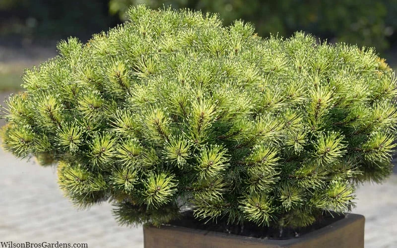 Sunshine Mugo Pine - 2 Gallon Pot Sunshine Mugo Pine - 2 Gallon Pot -Garden Plants shop pinus mugo sunshine mugo pine 11