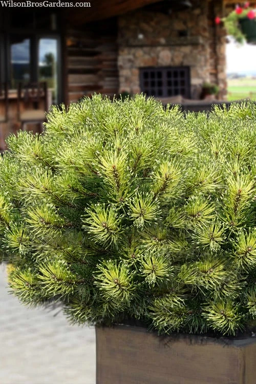 Sunshine Mugo Pine - 2 Gallon Pot Sunshine Mugo Pine - 2 Gallon Pot -Garden Plants shop pinus mugo sunshine mugo pine 15