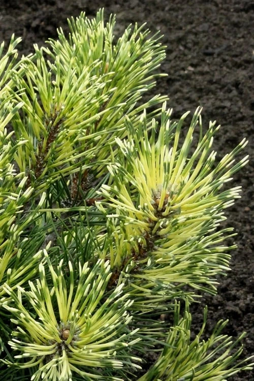 Sunshine Mugo Pine - 2 Gallon Pot Sunshine Mugo Pine - 2 Gallon Pot -Garden Plants shop pinus mugo sunshine mugo pine 4