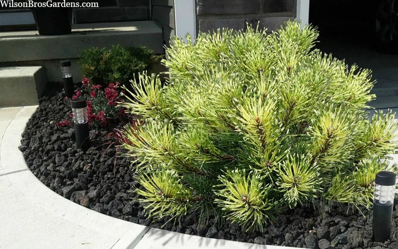 Sunshine Mugo Pine - 2 Gallon Pot Sunshine Mugo Pine - 2 Gallon Pot -Garden Plants shop pinus mugo sunshine mugo pine 6