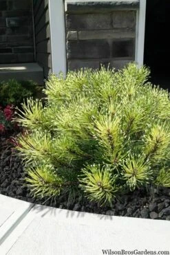 Sunshine Mugo Pine - 2 Gallon Pot 6 Sunshine Mugo Pine - 2 Gallon Pot -Garden Plants shop pinus mugo sunshine mugo pine 7