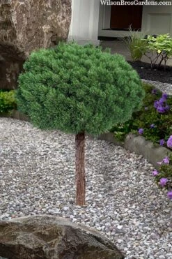 Valley Cushion Mugo Pine Single Trunk Topiary Tree - 1 Gallon Pot 2 Valley Cushion Mugo Pine Single Trunk Topiary Tree - 1 Gallon Pot -Garden Plants shop pinus mugo valley cushion mugo pine single trunk topiary tree 4