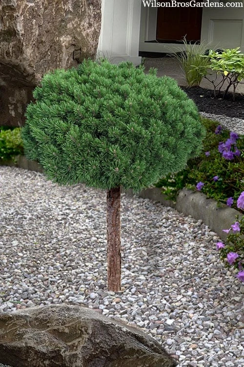 Valley Cushion Mugo Pine Single Trunk Topiary Tree - 1 Gallon Pot Valley Cushion Mugo Pine Single Trunk Topiary Tree - 1 Gallon Pot -Garden Plants shop pinus mugo valley cushion mugo pine single trunk topiary tree 4