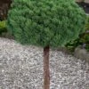 Valley Cushion Mugo Pine Single Trunk Topiary Tree - 2 Gallon Pot