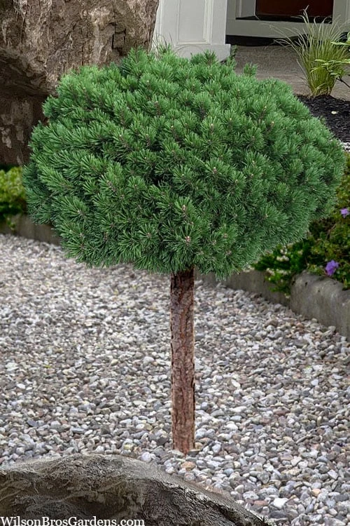 Valley Cushion Mugo Pine Single Trunk Topiary Tree - 1 Gallon Pot Valley Cushion Mugo Pine Single Trunk Topiary Tree - 1 Gallon Pot -Garden Plants shop pinus mugo valley cushion mugo pine single trunk topiary tree 5