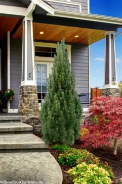 Frank's Columnar Austrian Black Pine (Pinus Nigra) - 6 Gallon Pot -Garden Plants shop pinus nigra frank columnar austrian pine 3