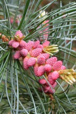 Japanese White Pine (Pinus Parviflora 'Glauca') - 5 Gallon Pot -Garden Plants shop pinus parviflora glauca japanese white pine 10