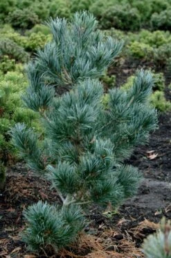 Japanese White Pine (Pinus Parviflora 'Glauca') - 5 Gallon Pot -Garden Plants shop pinus parviflora glauca japanese white pine 4