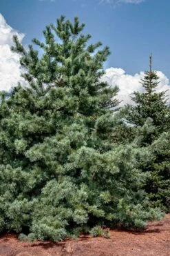 Japanese White Pine (Pinus Parviflora 'Glauca') - 5 Gallon Pot -Garden Plants shop pinus parviflora glauca japanese white pine 5
