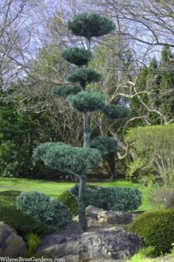 Japanese White Pine (Pinus Parviflora 'Glauca') - 5 Gallon Pot -Garden Plants shop pinus parviflora glauca japanese white pine 6