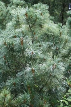 Japanese White Pine (Pinus Parviflora 'Glauca') - 5 Gallon Pot -Garden Plants shop pinus parviflora glauca japanese white pine 8